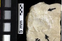 Foto (Detailansicht) von Decapoda indet. (NHMW-GEO-1990-0041-0148)